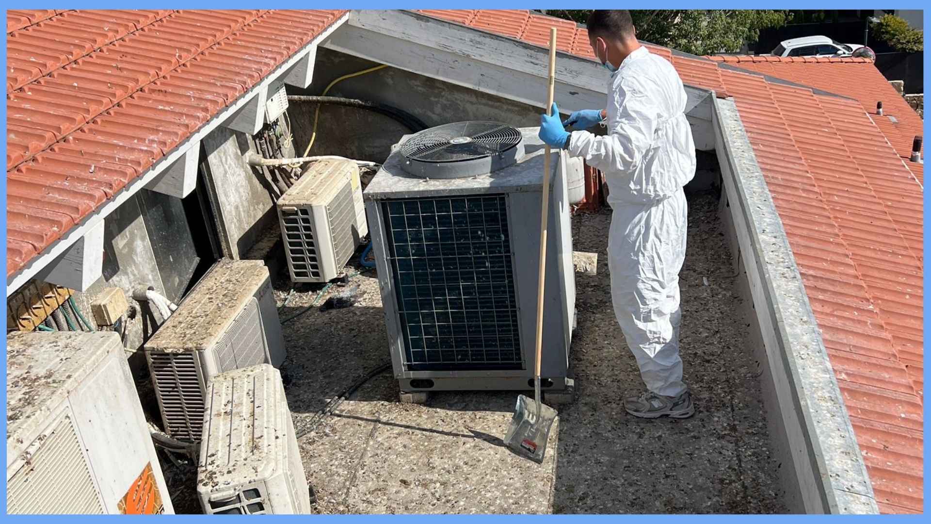 צואת יונים בעיה אמיתית